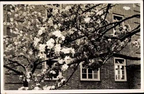 Ak Stade in Niedersachsen, Kirschblüte