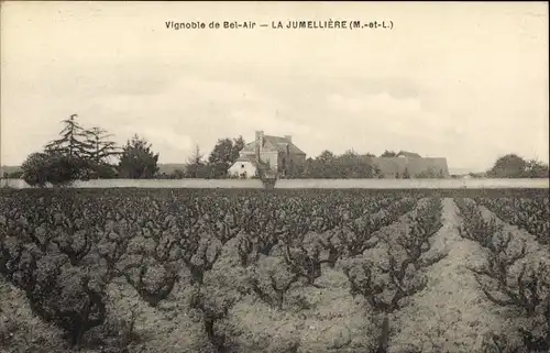 Ak La Jumellière Maine-et-Loire, Vignoble de Bel Air