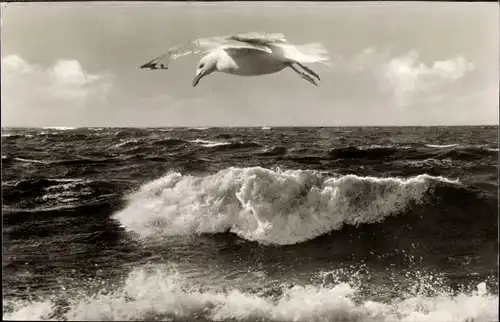 Ak Nordseebad Sankt Peter Ording, Möwe im Flug