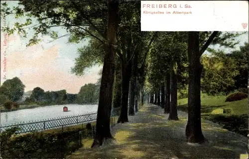 Ak Freiberg in Sachsen, Königsallee im Albertpark