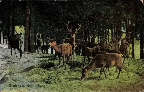 Ak Hirsche im Harz, Wildfütterung