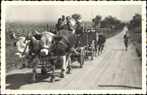 Foto Ak Mann und Frauen auf einem Rinderkarren