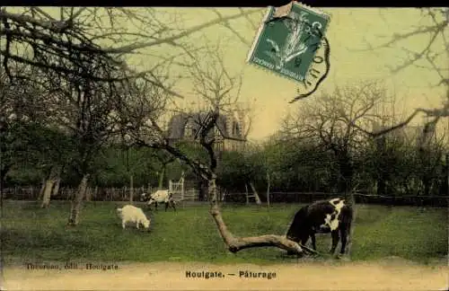 Ak Houlgate Calvados, Paturage