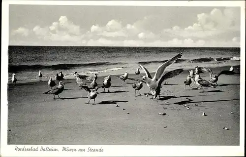 Ak Baltrum, Möwen am Strand