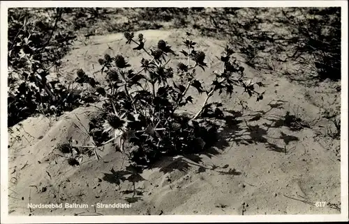 Ak Baltrum, Stranddistel