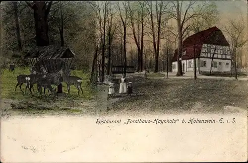 Ak Hohenstein Ernstthal in Sachsen, Restaurant Forsthaus Haynholz, Hainholz, Rehe