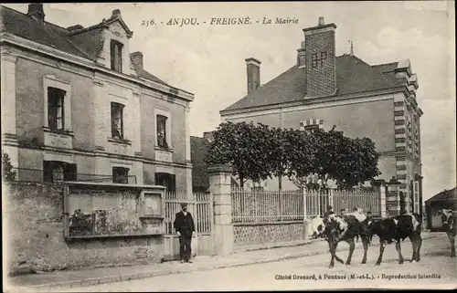 Ak Freigne Maine et Loire, La Mairie, des boeufs