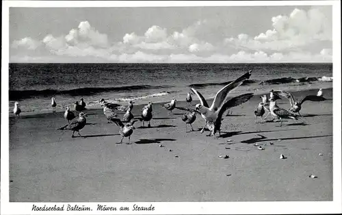 Ak Baltrum, Möwen am Strand