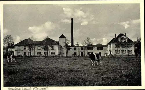 Ak Herzebrock Clarholz in Westfalen, Ollensarndt, Kühe