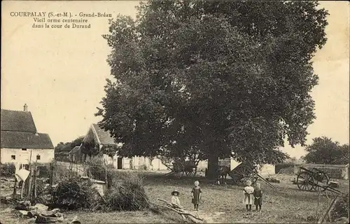 Ak Courpalay Seine et Marne, Grand Breau, Vieil orme centenaire dans la cour de Durand