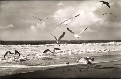 Ak Baltrum, Möwen am Strand