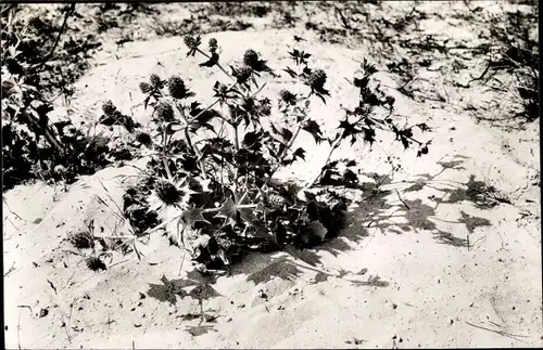 Ak Baltrum, Stranddistel