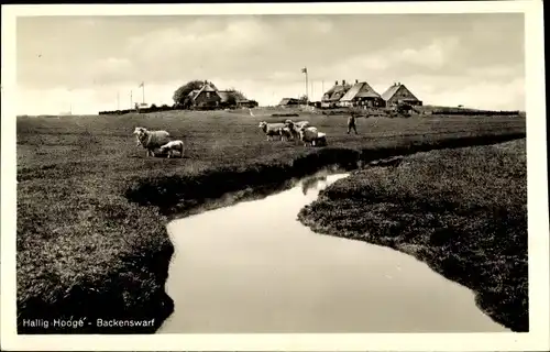 Ak Hallig Hooge in Nordfriesland, Backenswarf, Schafherde, Bach