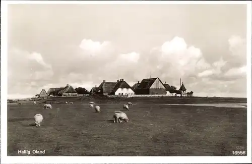 Ak Hallig Oland in Nordfriesland, Blick zum Ort, weidende Schafe, Reetdachhäuser