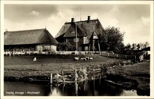 Ak Hallig Hooge in Nordfriesland, Kirchwarf, Schafe am Wasser