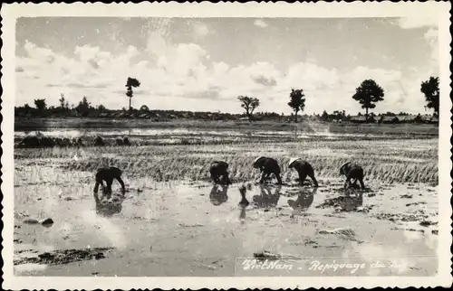 Ak Vietnam, Repiquage du riz, Reisernte, Vietnamesen bei der Feldarbeit