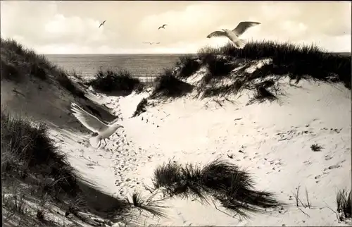 Ak Baltrum, Dünen, Möwen