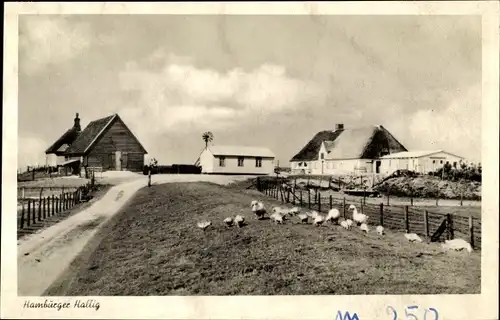 Ak Reußenköge in Nordfriesland, Hamburger Hallig, Gehöft