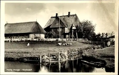 Ak Hallig Hooge in Nordfriesland, Kirchwarf, Schafe am Wasser