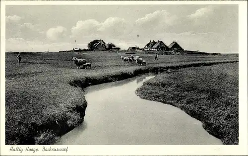 Ak Hallig Hooge Nordfriesland, Backenswarf, Schafsherde, Uferpartie