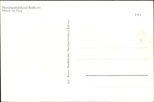 Ak Baltrum, Möwe im Flug