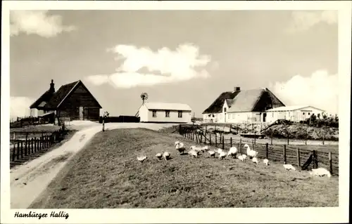 Ak Reußenköge in Nordfriesland, Hamburger Hallig, Gehöft