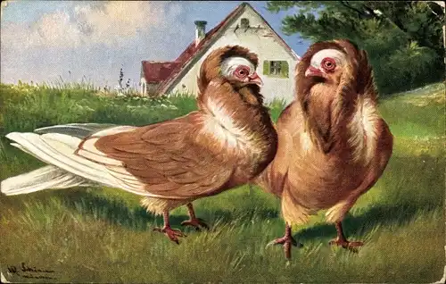 Künstler Ak Schönian, Alfred, Zwei Tauben mit Prachtgefieder