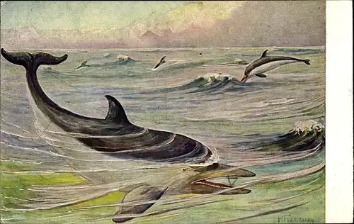 Künstler Ak Flanderky, P., Delfine im Ozean, Tümmler, Meinholds Tierbild Nr 138