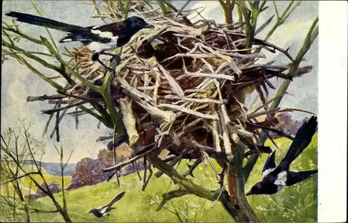 Künstler Ak Meinholds Tierbild Nr. 111, Elstern beim Bau ihres Nestes