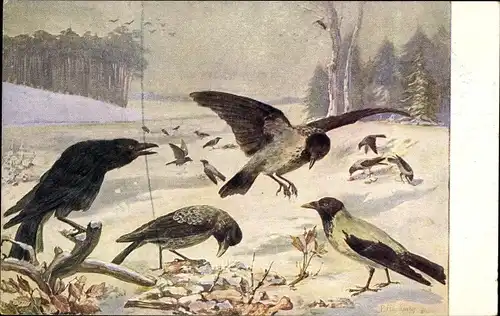 Künstler Ak Flanderky, P., Meinholds Tierbild Nr. 108, Raben und Nebelkrähe im Winter