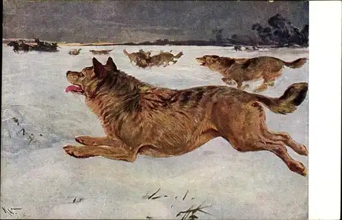 Künstler Ak Meinholds Tierbilder Nr. 57, Wolfsrudel im Winter, Jagdszene