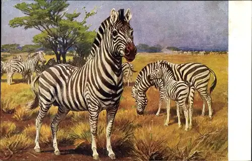 Künstler Ak Wagner, K., Meinholds Tierbild Nr. 34, Zebras in der Savanne