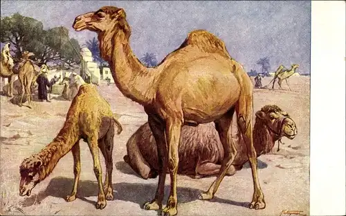 Künstler Ak Wagner, K., Meinholds Tierbild Nr. 13b, Dromedare, Wüstenlandschaft