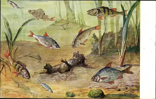 Künstler Ak Flanderky, P., Fische, Meinholds Tierbild