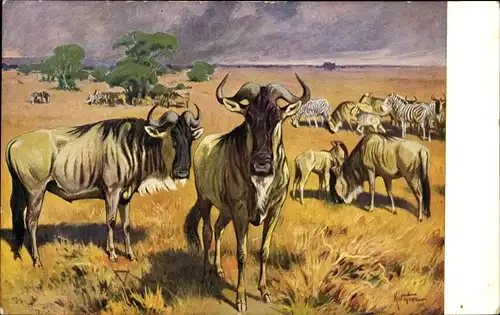 Künstler Ak Wagner, K., Meinholds Tierbild, Motiv in der Savanne, Gnus und Zebras