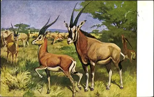 Künstler Ak Wagner, K., Meinholds Tierbild, Antilopen