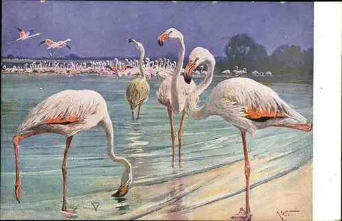 Künstler Ak Wagner, K., Meinholds Tierbild, Flamingos am Ufer eines Sees