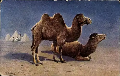 Künstler Ak Müller, M., Kamele in der Wüste, Karawane