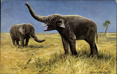 Künstler Ak Müller, Moritz jun., Elefanten in der Steppe