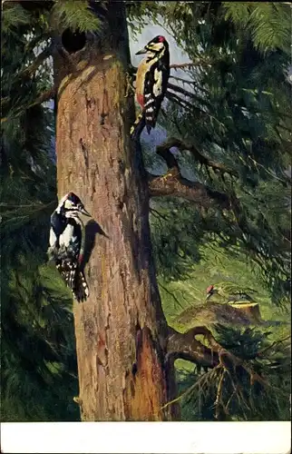 Künstler Ak Meinholds Tierbild Nr. 132, Buntspecht und Grünspecht an einem Baumstamm