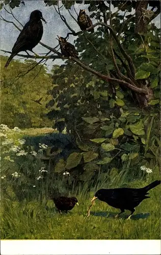 Künstler Ak Meinholds Tierbild Nr. 120, Schwarzdrossel, Amsel