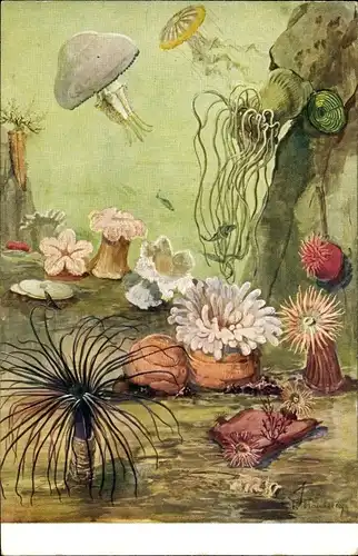 Künstler Ak Flanderky, R., Meinholds Tierbild Nr. 115, Pflanzentiere, Quallen, Anemonen