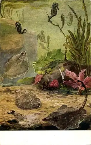 Künstler Ak Flanderky, P., Meinholds Tierbild Nr. 107, Flundern und Seepferdchen, Rochen