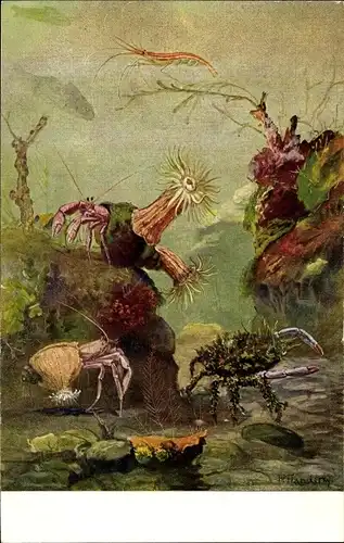 Künstler Ak Flanderky, P., Meinholds Tierbild Nr. 104, Einsiedlerkrebs, Garnelen, Krabben
