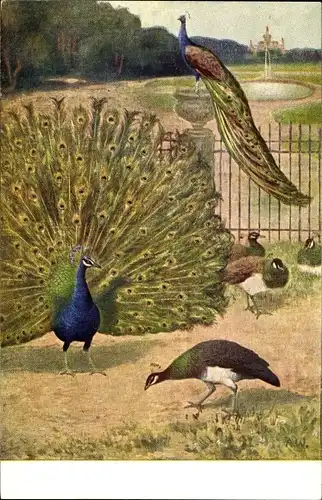 Künstler Ak Meinholds Tierbild Nr. 49, Pfau mit aufgestelltem Rad, Pfauenweibchen