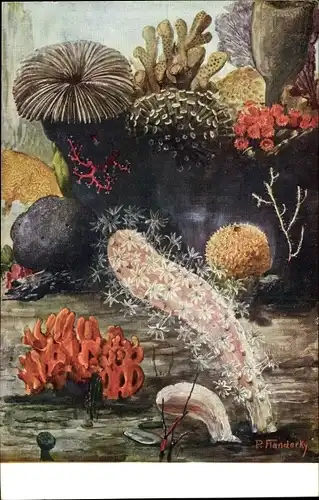 Künstler Ak Flanderky, P., Pflanzentiere, Anemonen, Meinholds Tierbild