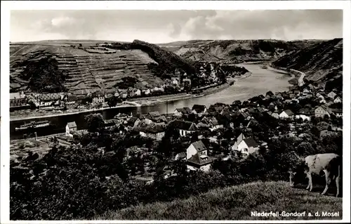 Ak Niederfell Gondorf Mosel, Totalansicht vom Ort, Kuh