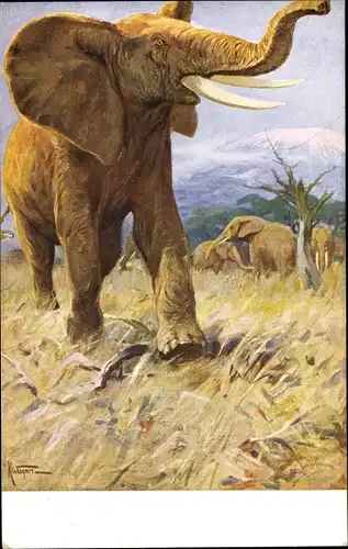 Künstler Ak Wagner, K., Meinholds Tierbild, Elefanten