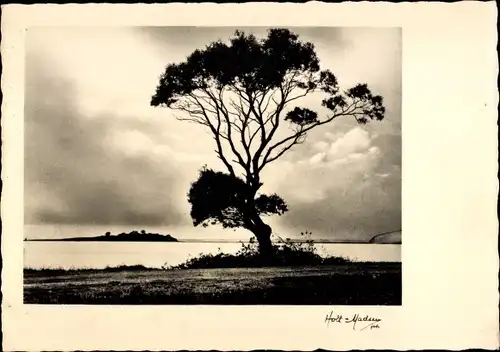 Ak Insel Kalø Dänemark, Landschaft, Baum