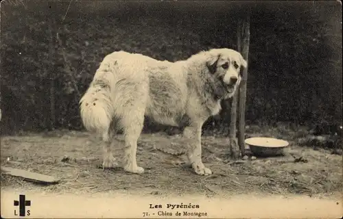 Ak Les Pyrenées, Chien de Montagne, Pyrenäenberghund, stehend
